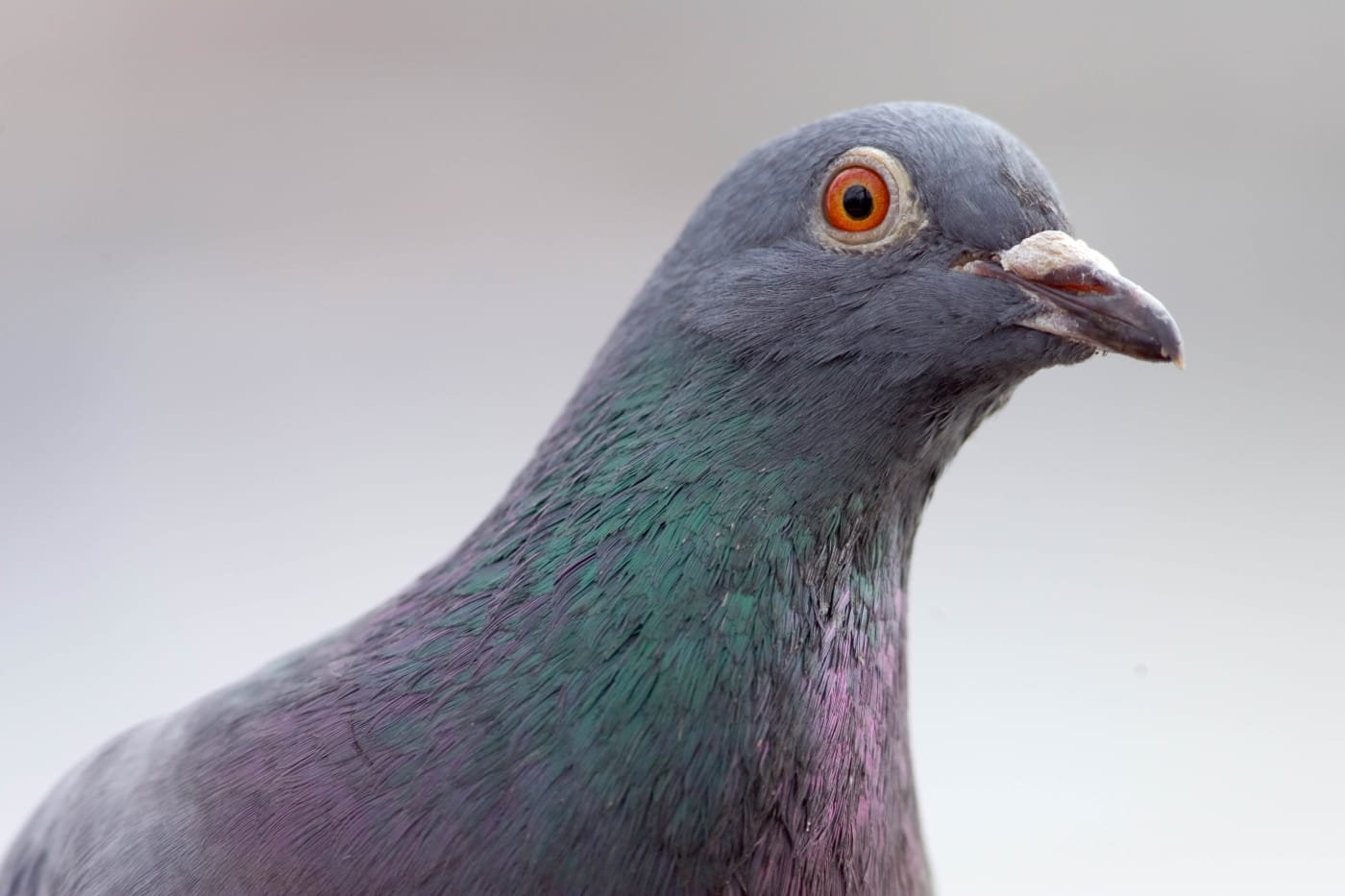 Pigeon staring into the distance