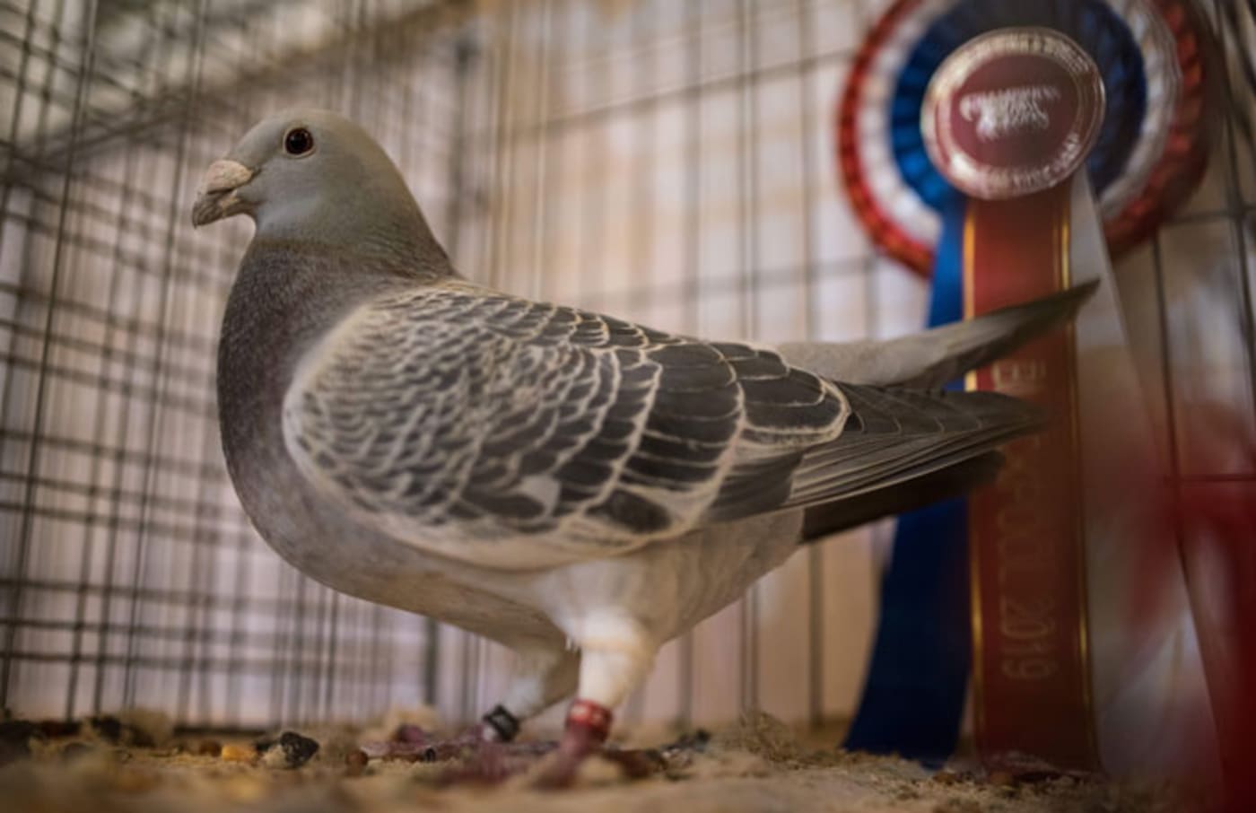 Racing Pigeon Sold for Record 1.4 Million Complex