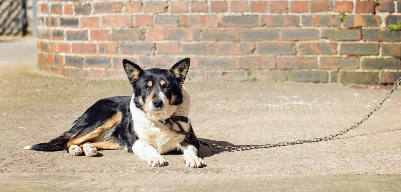 A dog chained outside (photo via Getty Images)