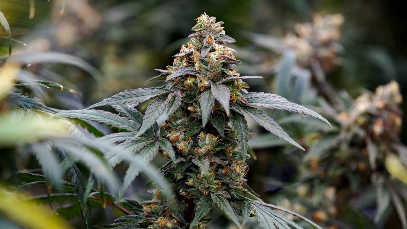 Simply Bare Island Kush cannabis