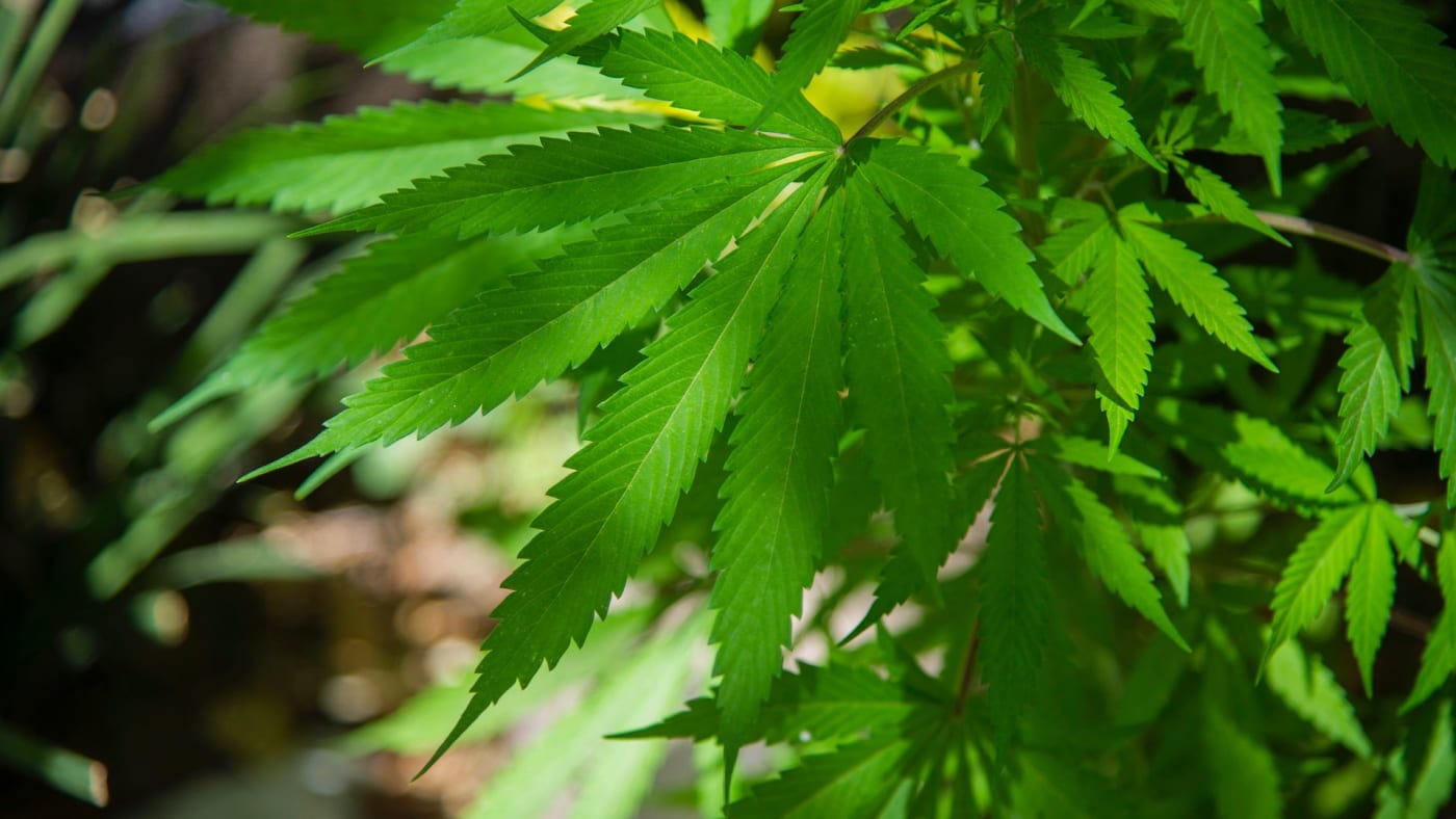 Marijuana