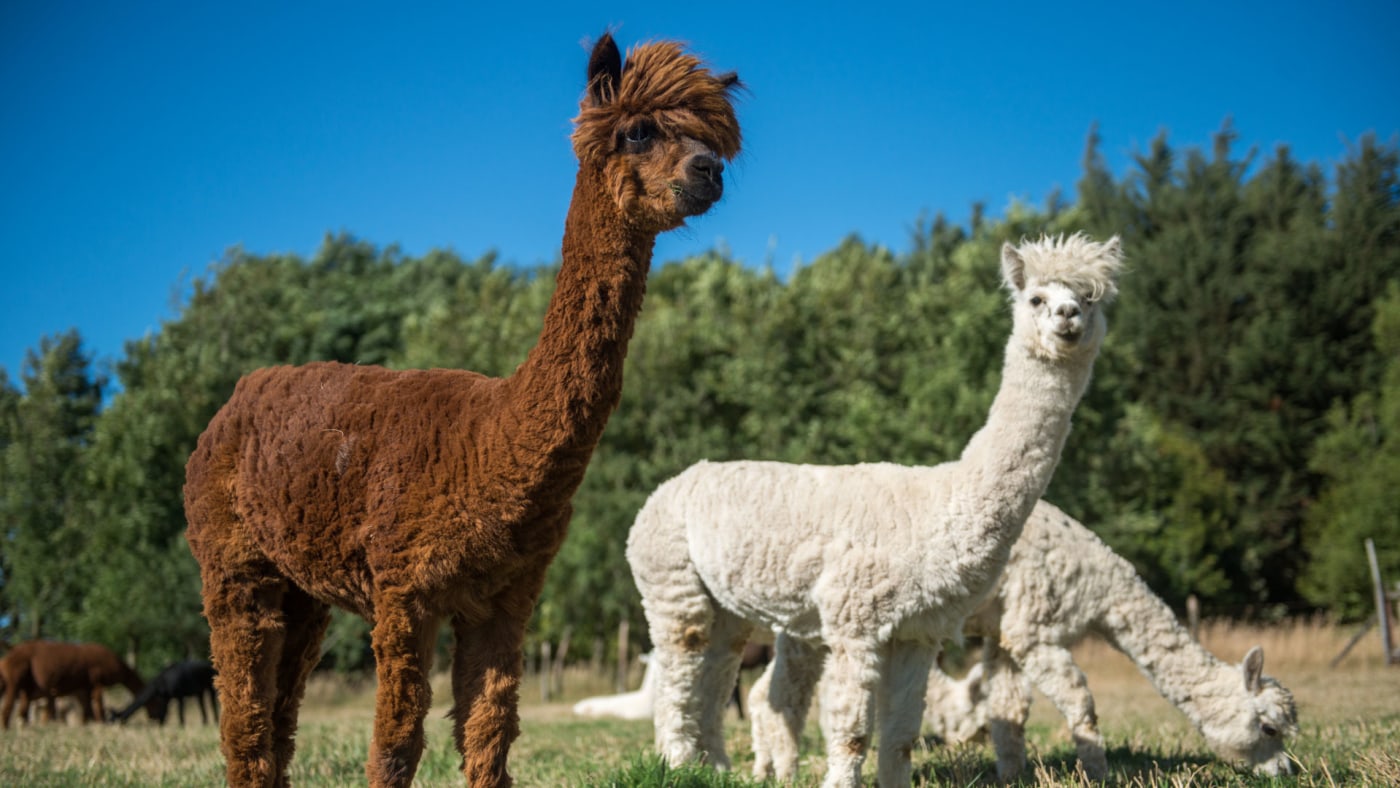 Former Pizzeria Owner Accused of Using PPP Loan to Buy Alpaca Farm