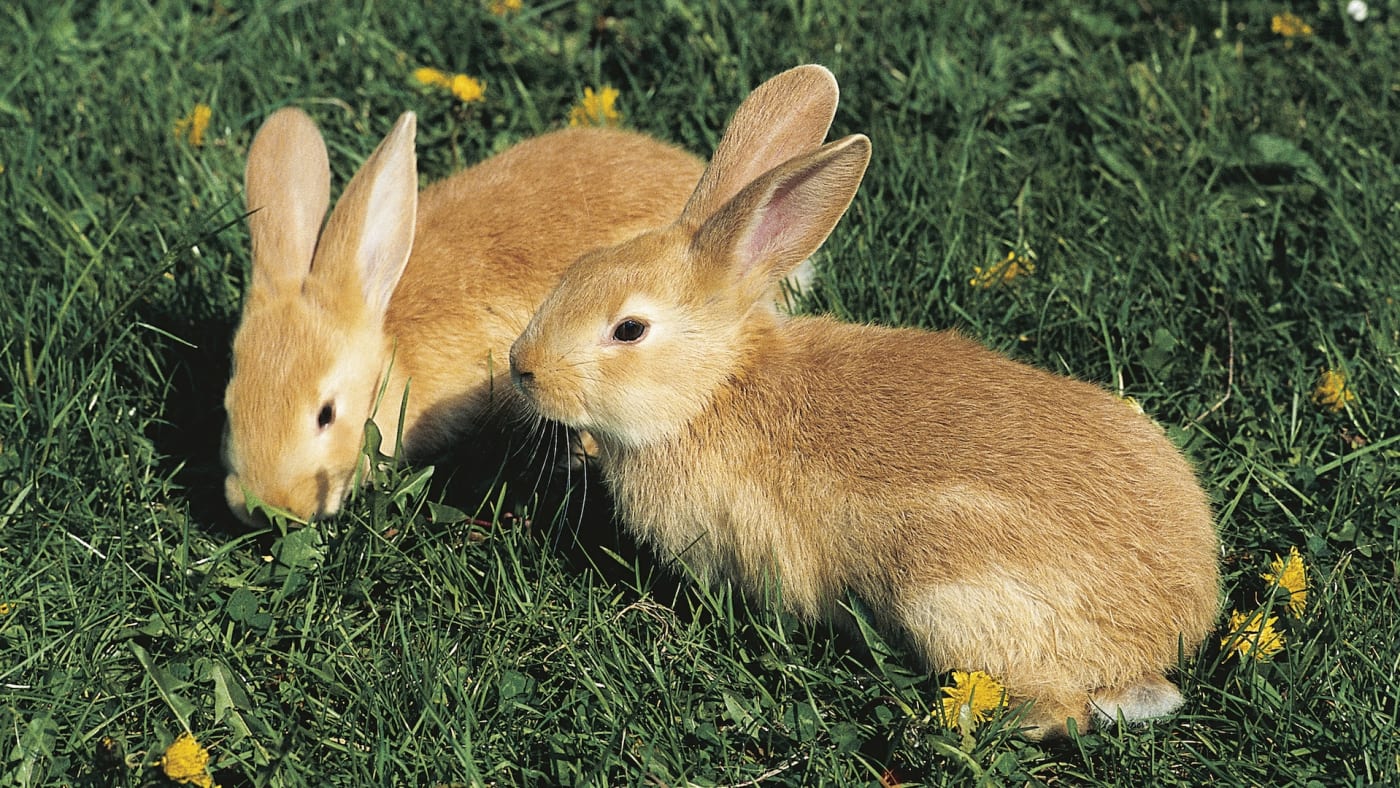 Illinois Woman’s 47 Pet Rabbits Rescued from Her Hotel Room Complex