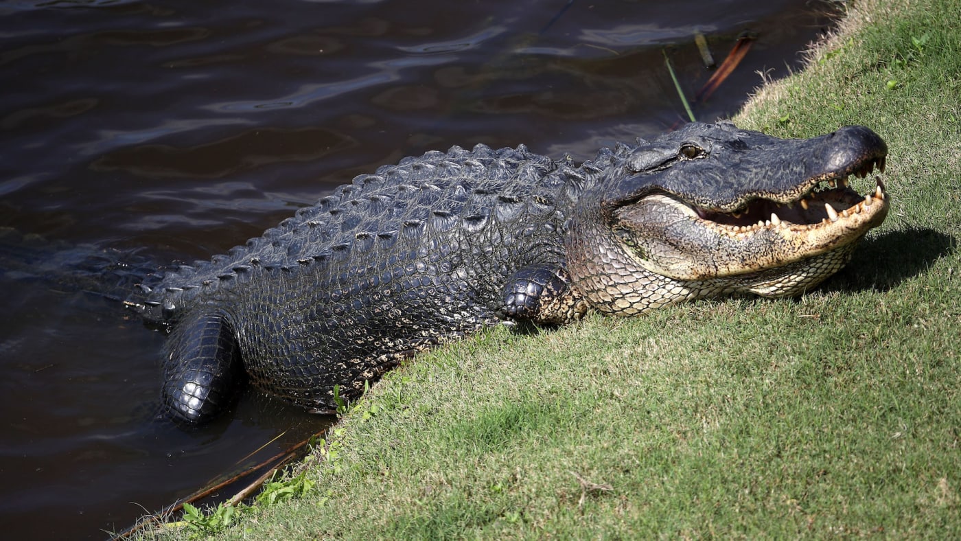 South Carolina Woman Dies After ‘alligator Encounter Update Complex