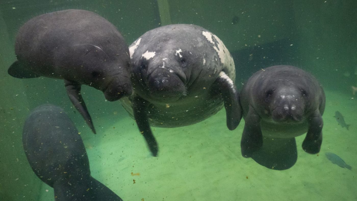 Columbus Zoo Welcomes Rescued Baby Manatees Named Lizzo and Cardi-Tee