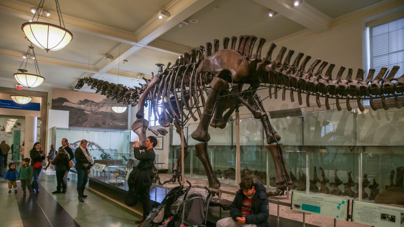 Titanosaur on display