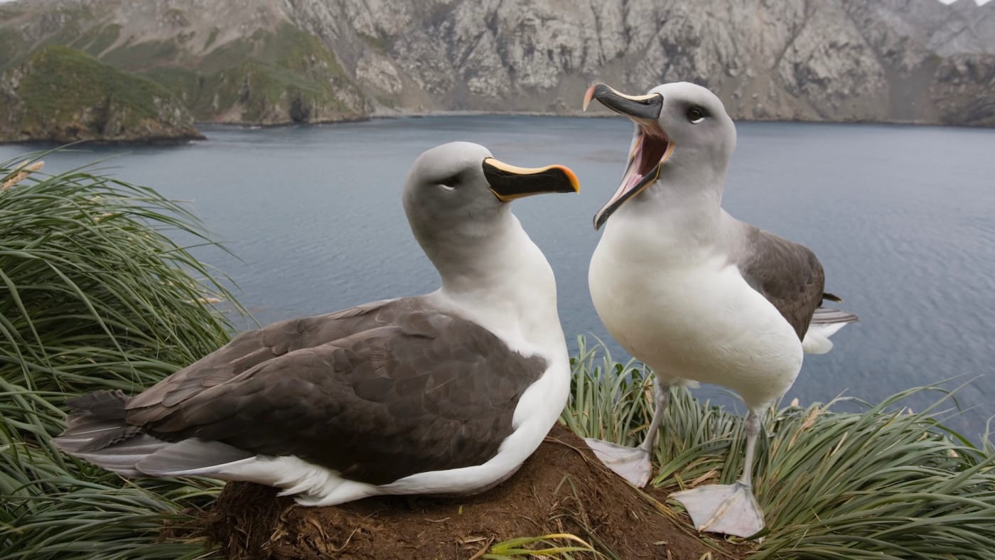 Why are Albatross couple divorcing? 