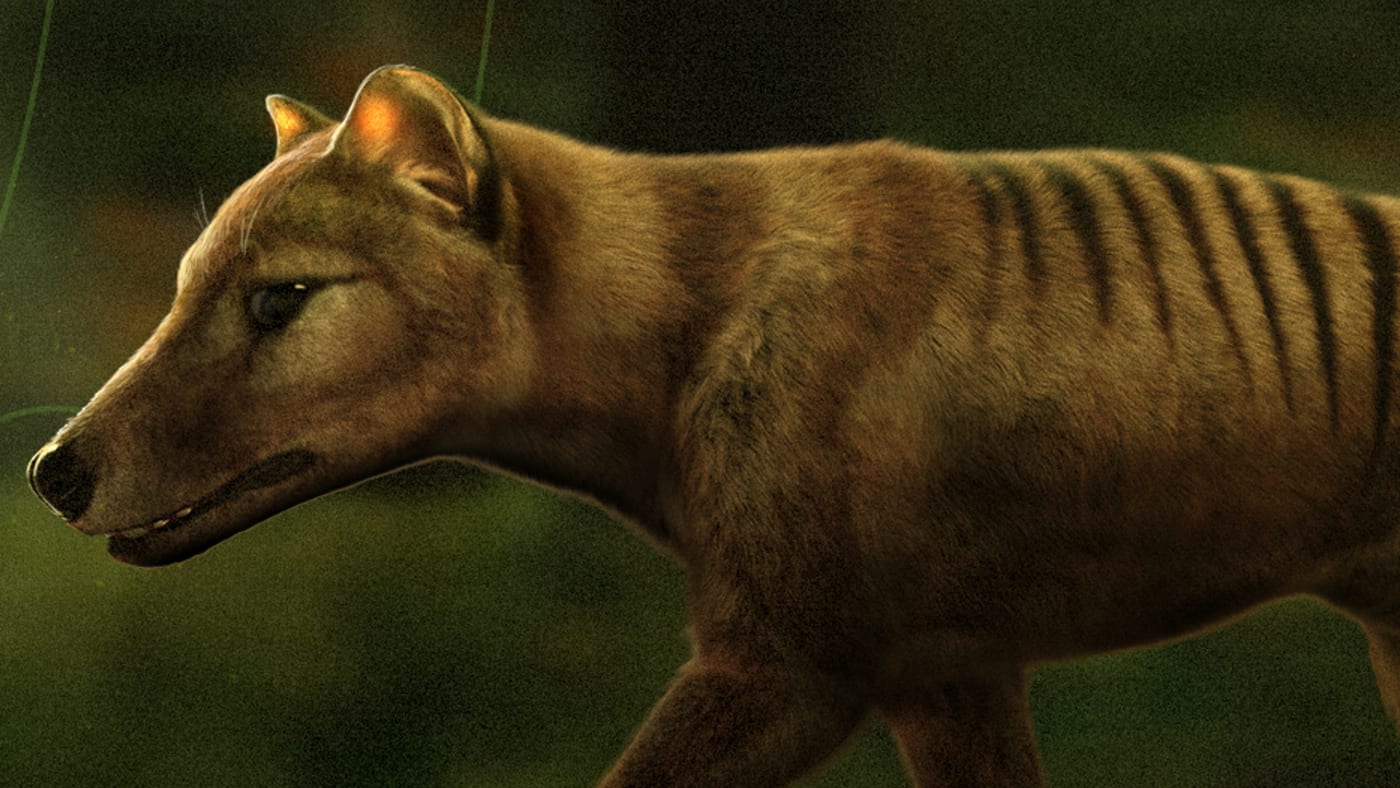 The Tasmanian tiger is pictured in a rendering