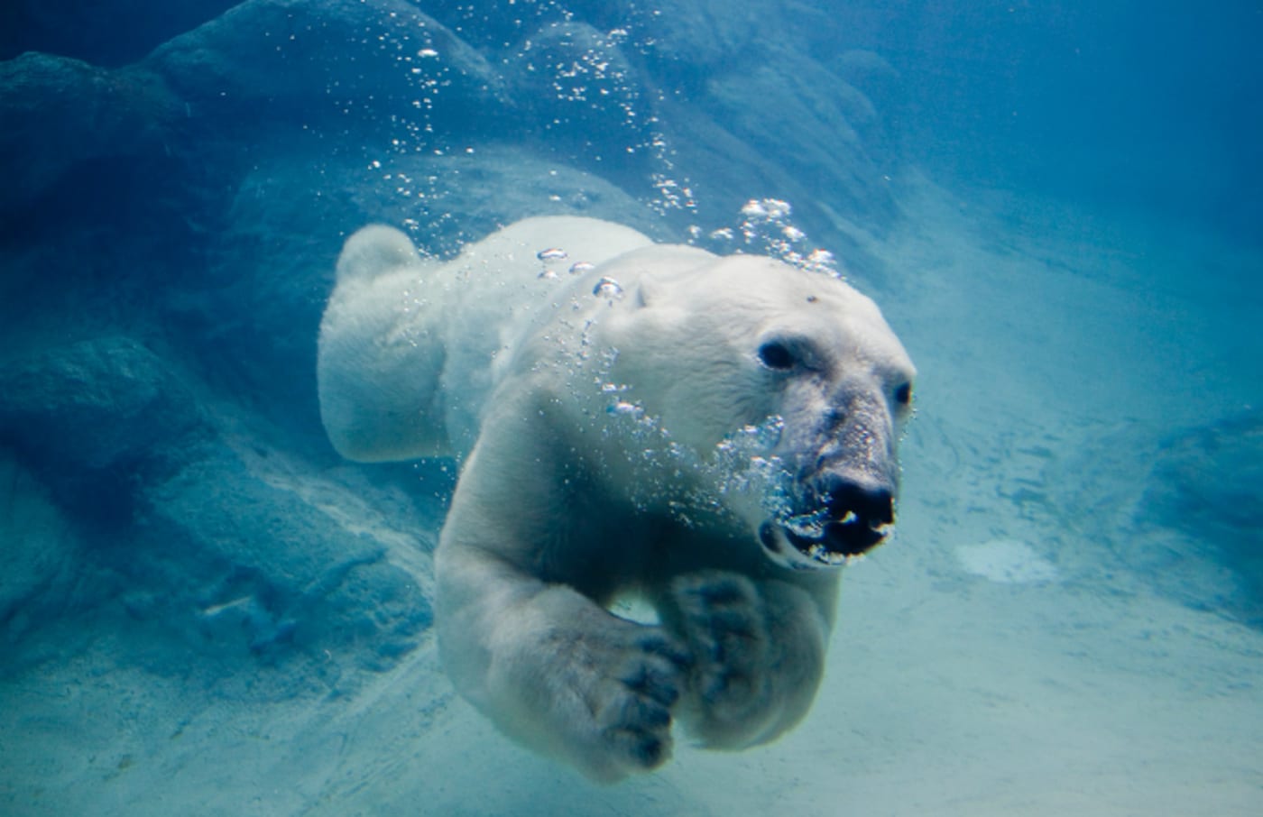 polar bear