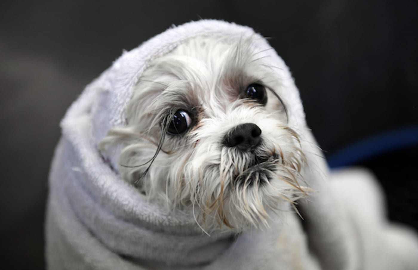 shih tzu bichon frise mix