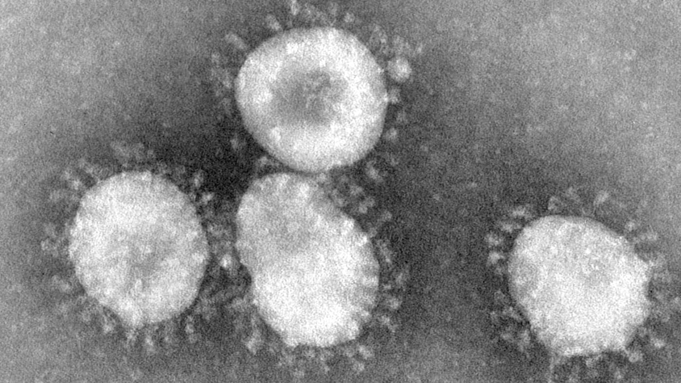An image of coronavirus when viewed under a microscope.
