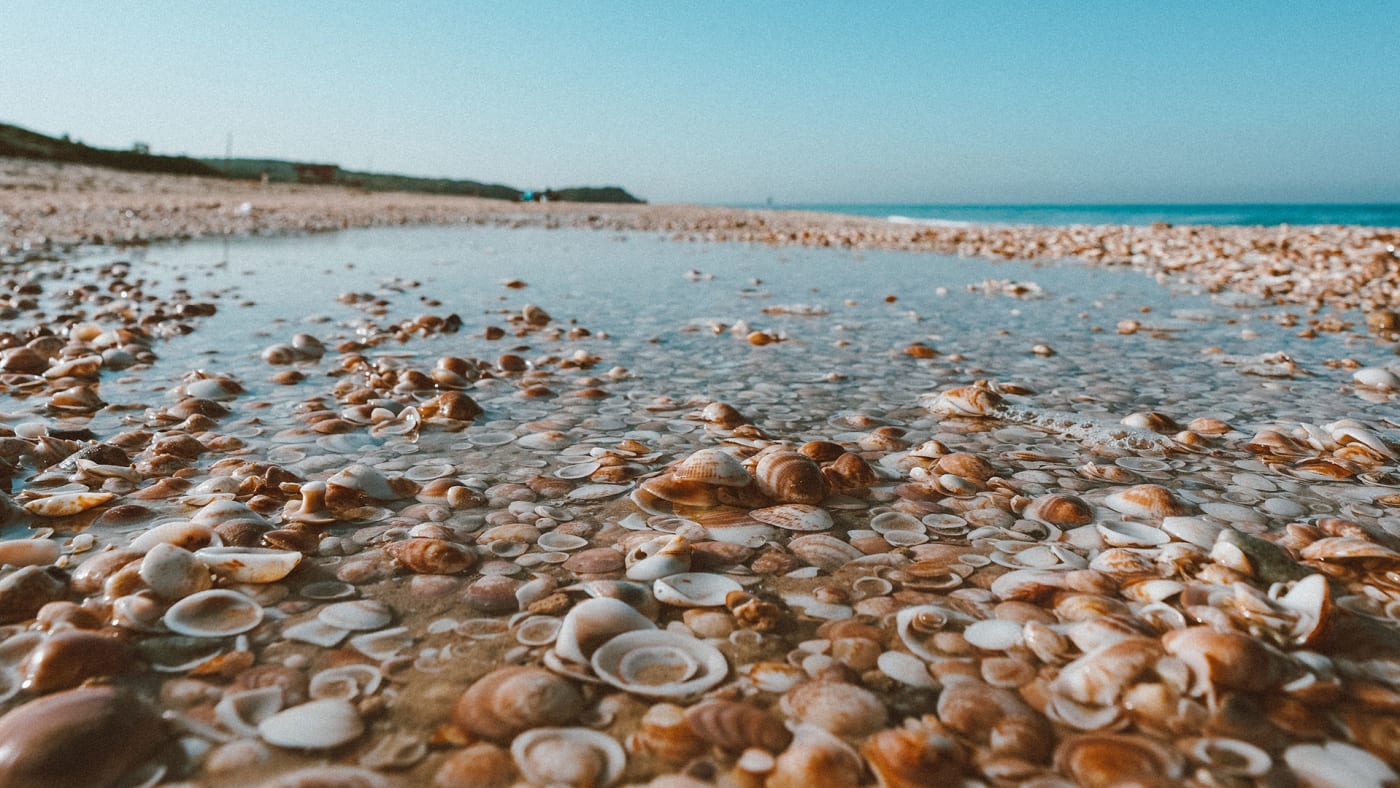 clams on a seashore