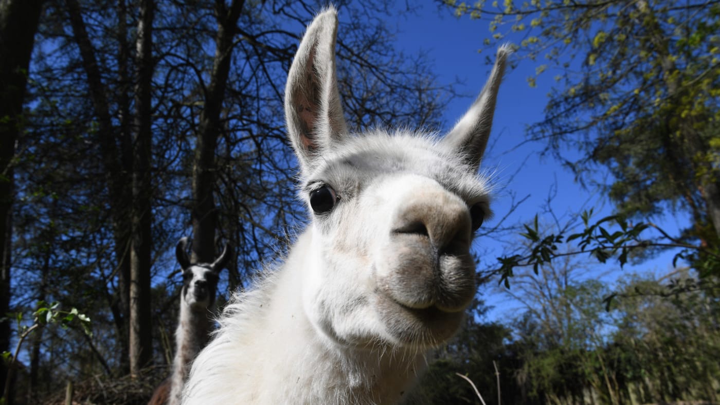 A llama is standing in his enclosure at the zoo.