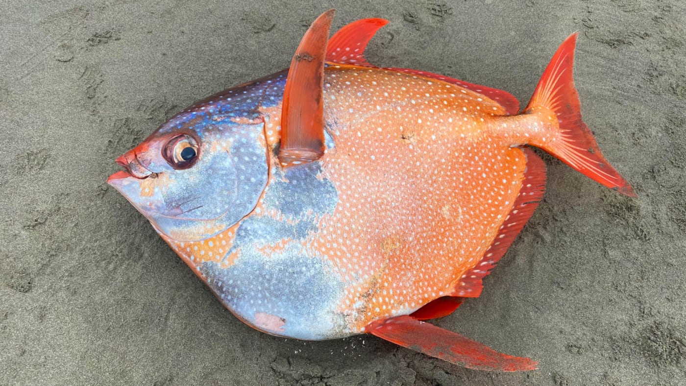 Rare 100-Pound Moonfish Discovered on Oregon Beach | Complex