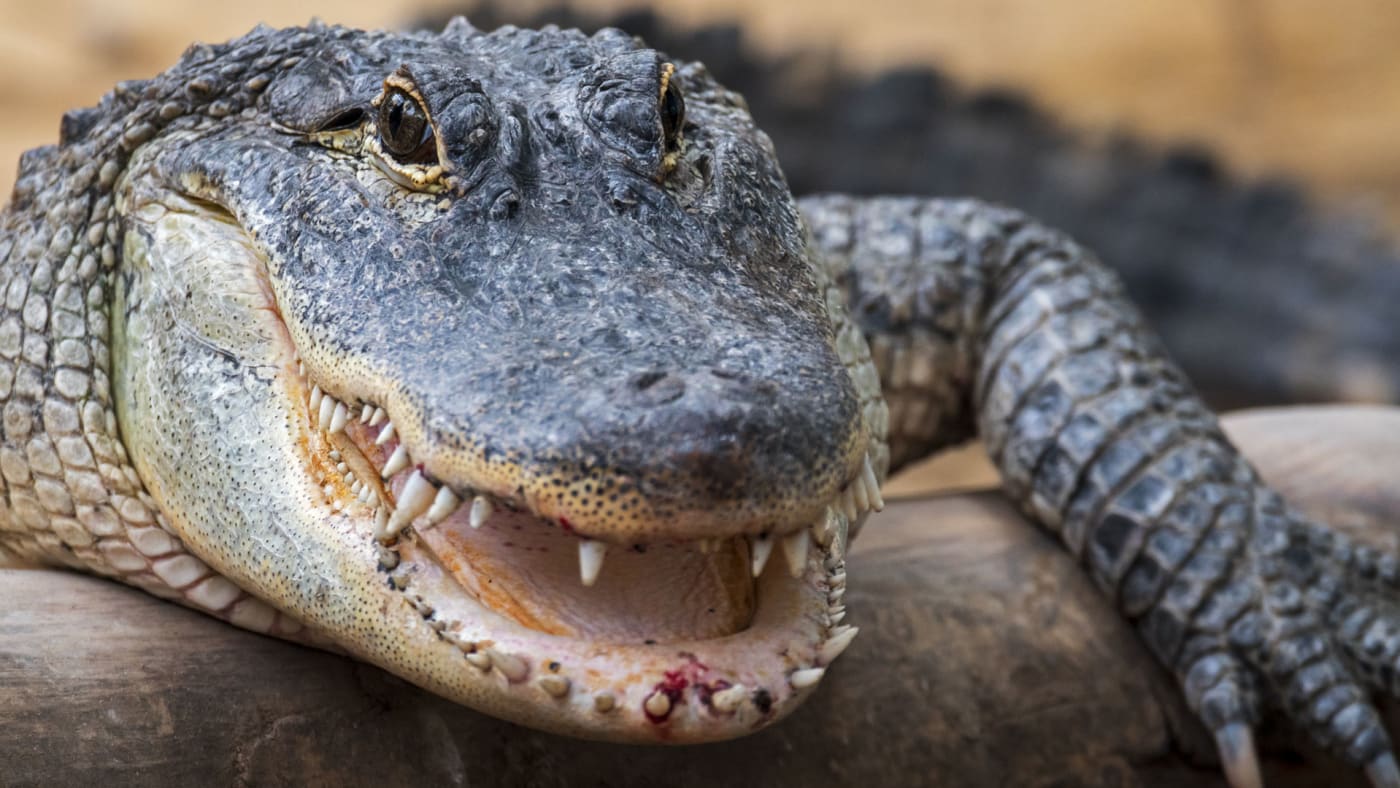 Florida Man Survives Alligator Attack By Shoving His Fingers In Its Eyes Complex