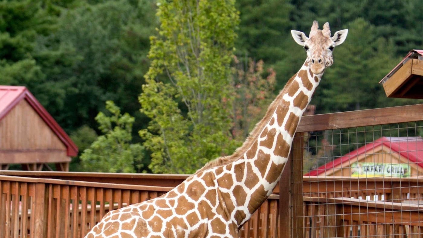 Online Sensation April the Giraffe Dead at 20, Animal Adventure Park