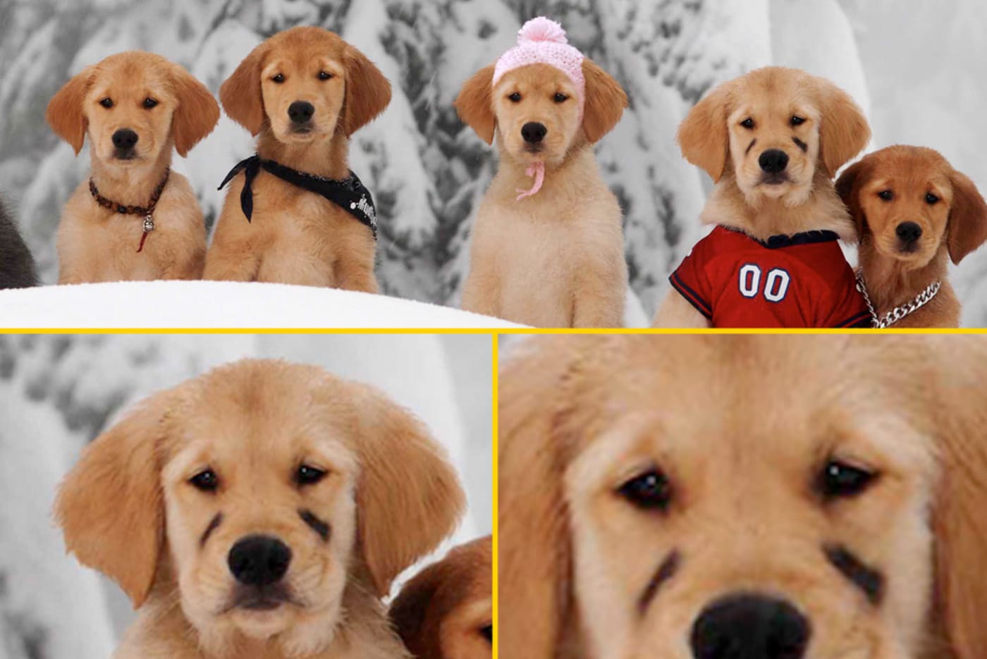The Insane Story Behind Disney's 'Snow Buddies,' The Movie That Killed 5  Puppies | Complex