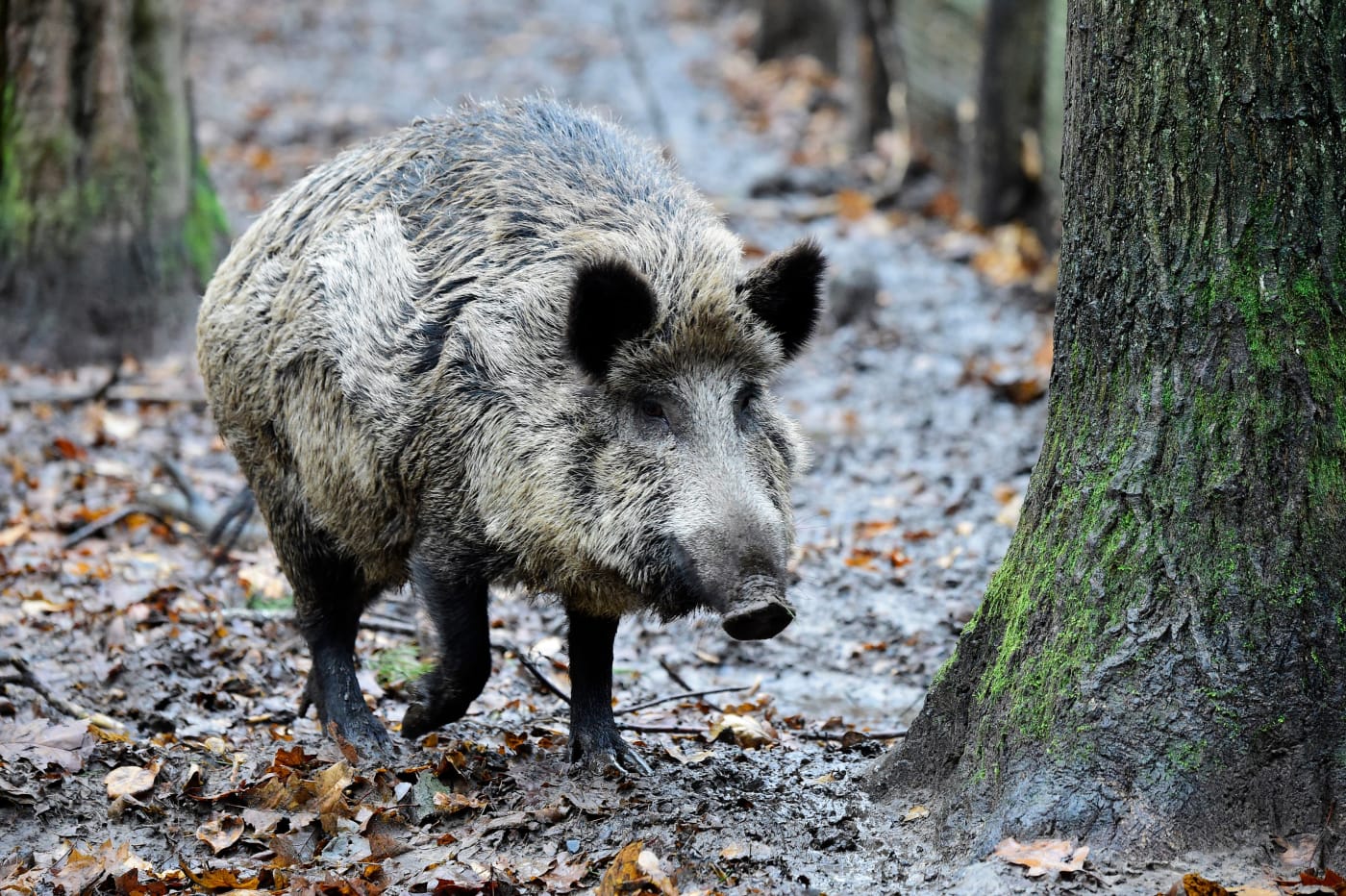 picture of wild pig in forest