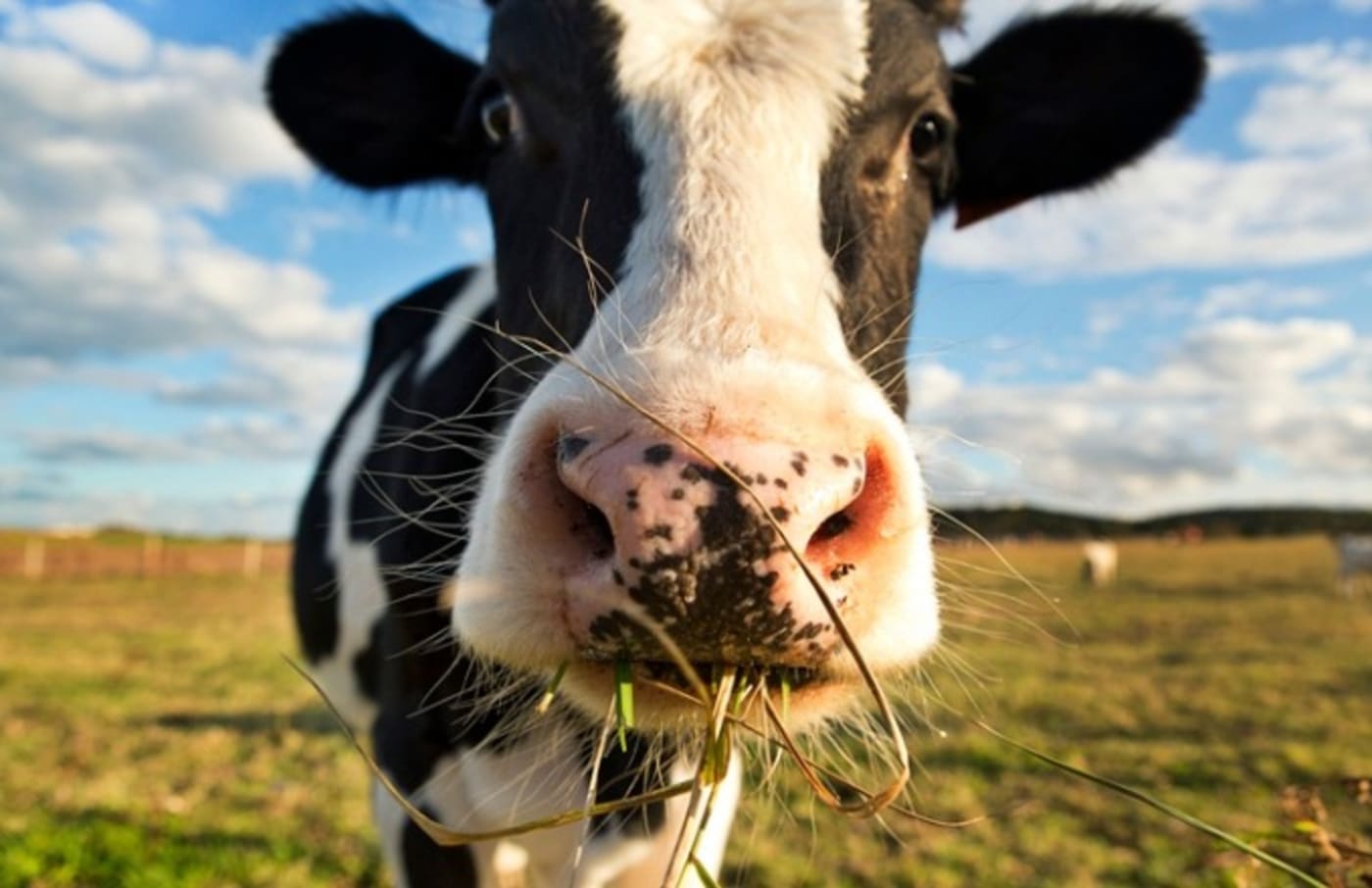 Russian Farm Tests Glasses for Cows | Complex