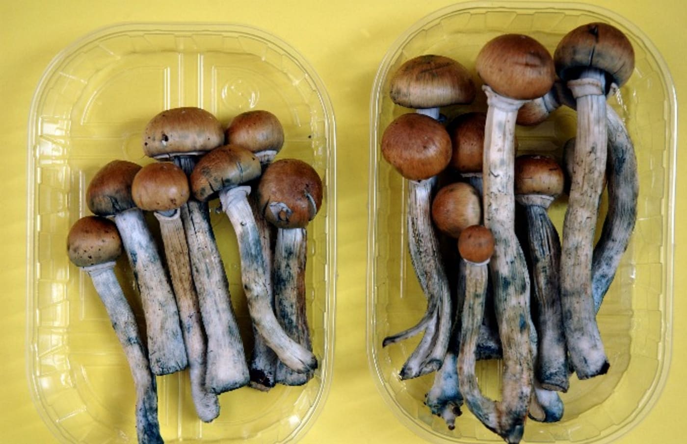 Psychoactive Mushrooms May Get a Legalization Vote in Oregon in 2020