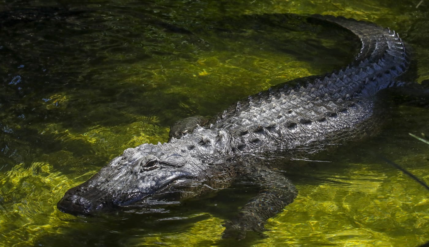 South Carolina man dead after alligator dragged him into Myrtle Beach pond