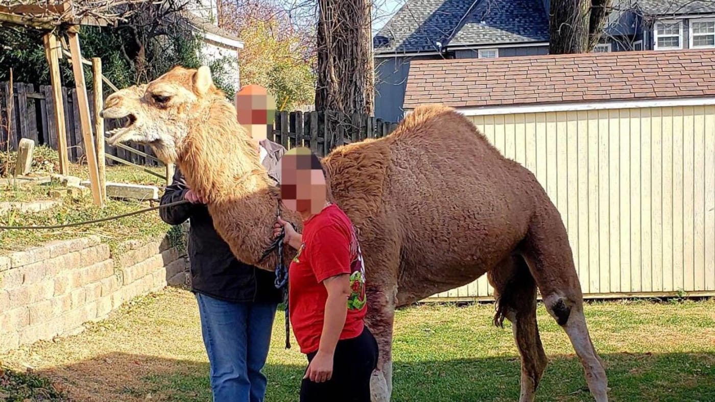 Runaway camel causes chaos after fleeing nativity scene in Kansas