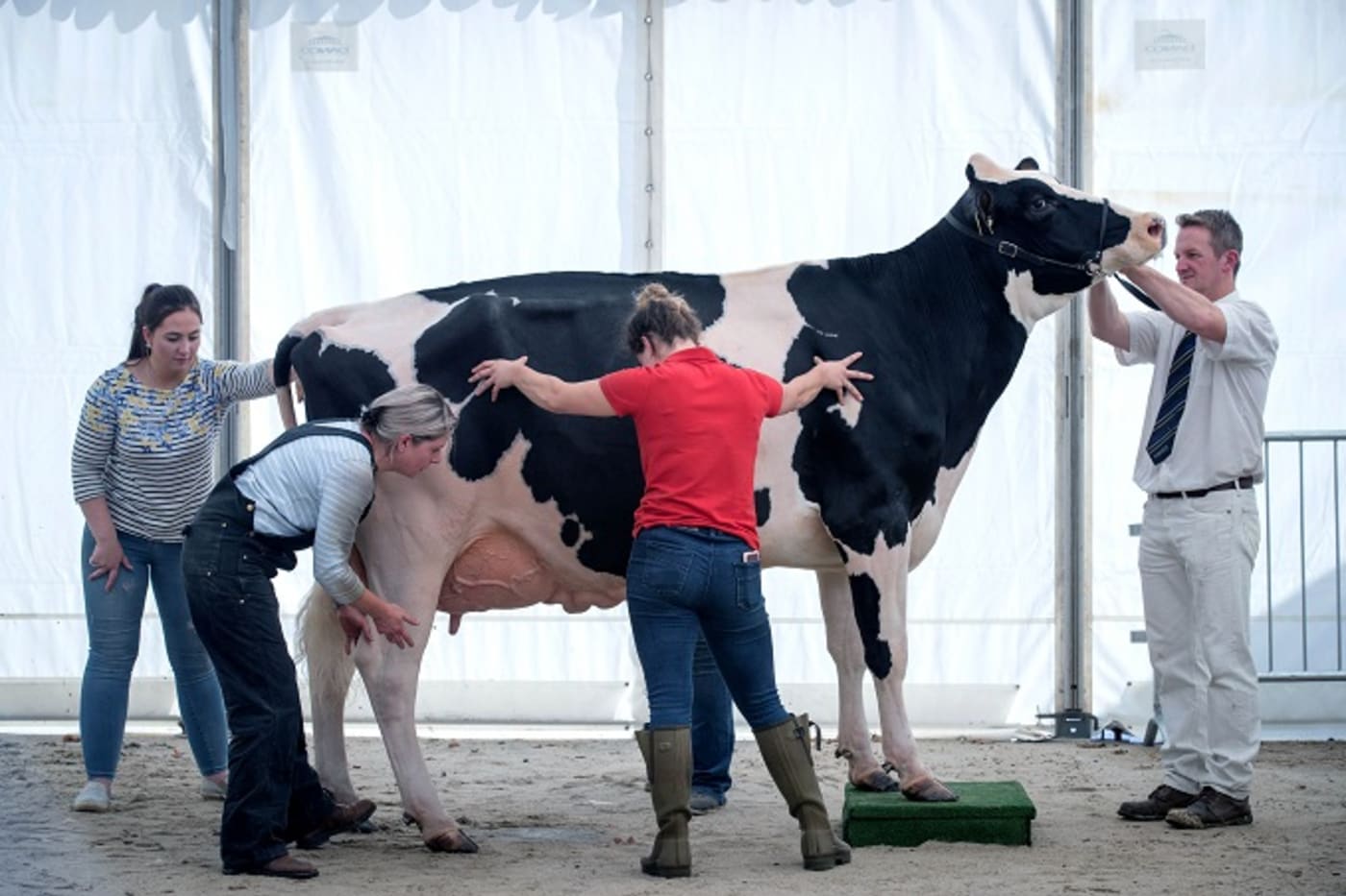 People Are Obsessed With This Really Big Cow Called Knickers Complex