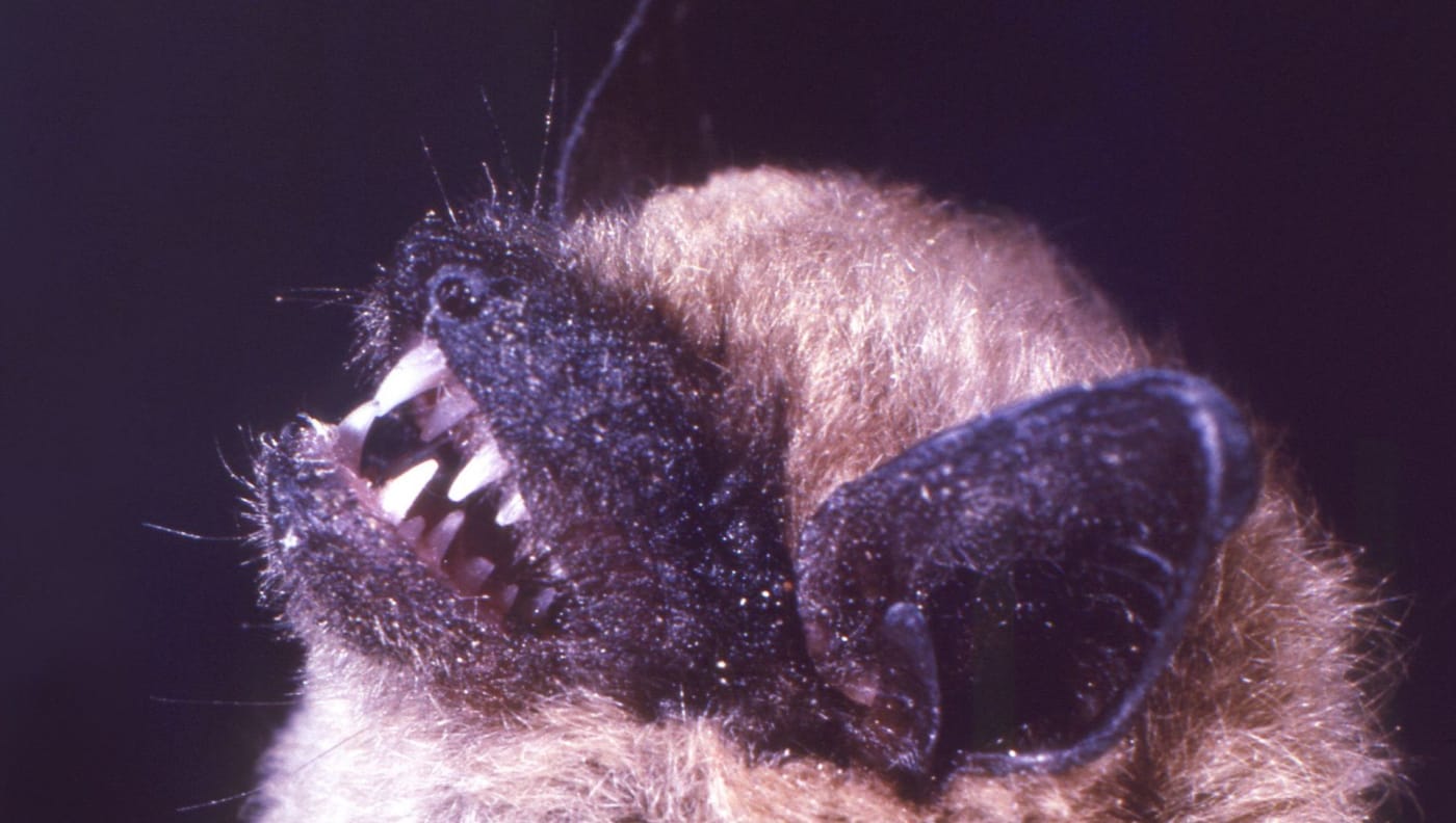 bat-illinois-rabies
