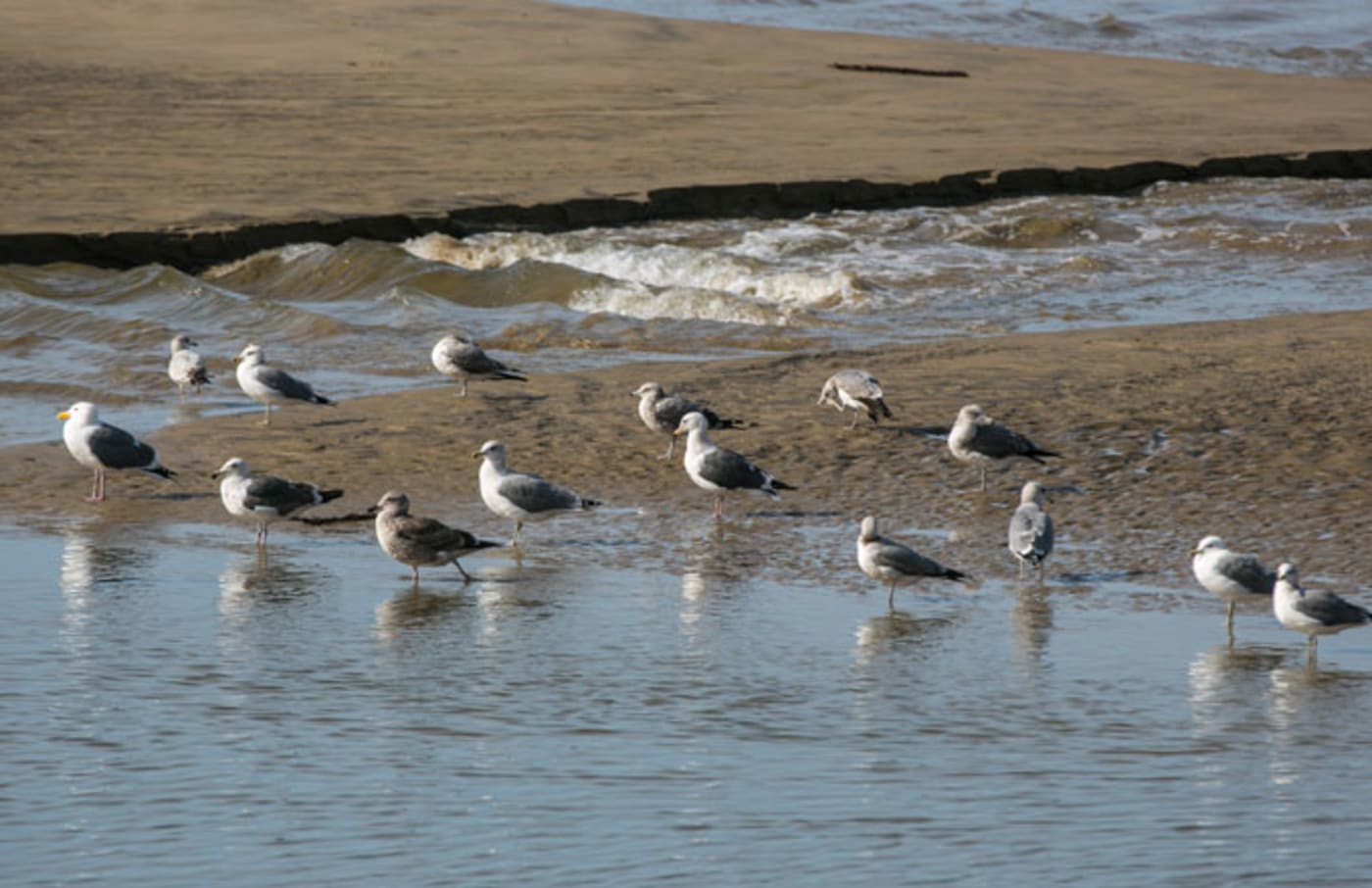 Seagulls on San Francisco's Pismo Beach
