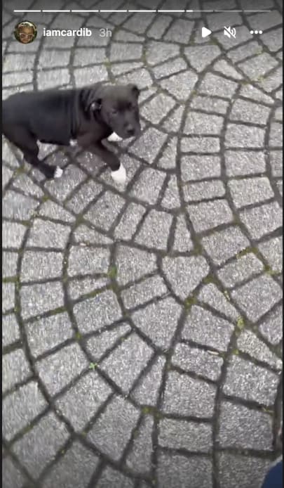 Cardi B shows off new pitbull puppy named "Wap"