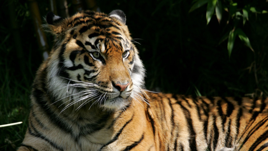 Joe Exotic of 'Tiger King' Files $94 Million Lawsuit ...
