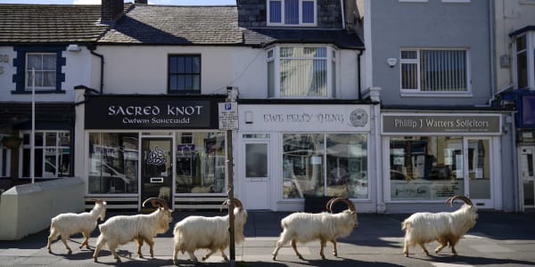 Mountain Goats Have Taken Over North Wales Town Under ...