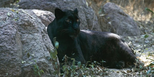 Man Mauled by Leopard After Paying $150 for 'Full Contact Experience' With Big Cat