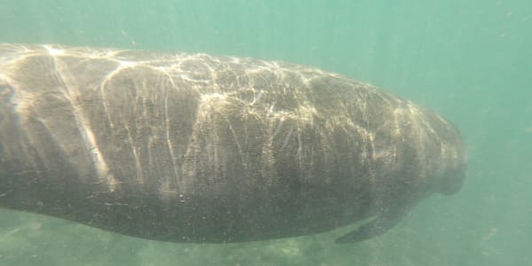 Feds Searching for Person Who Carved 'Trump' Into Manatee ...