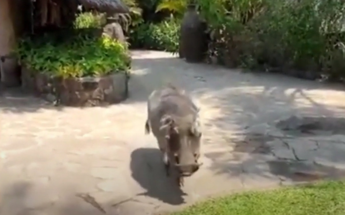 Are Warthogs Dangerous