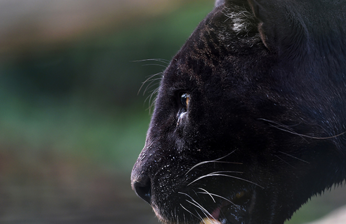 Super-Rare African Black Leopard Photographed After Years 