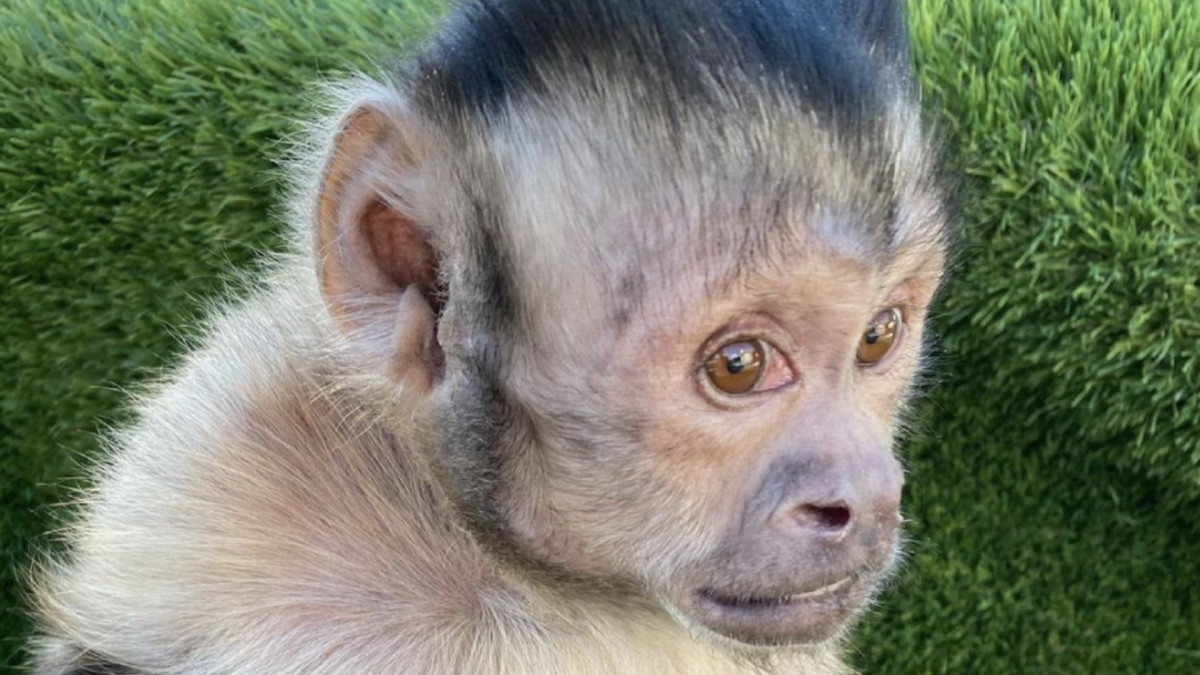 Viral TikTok Monkey Dies After Complications With Anesthesia | Complex