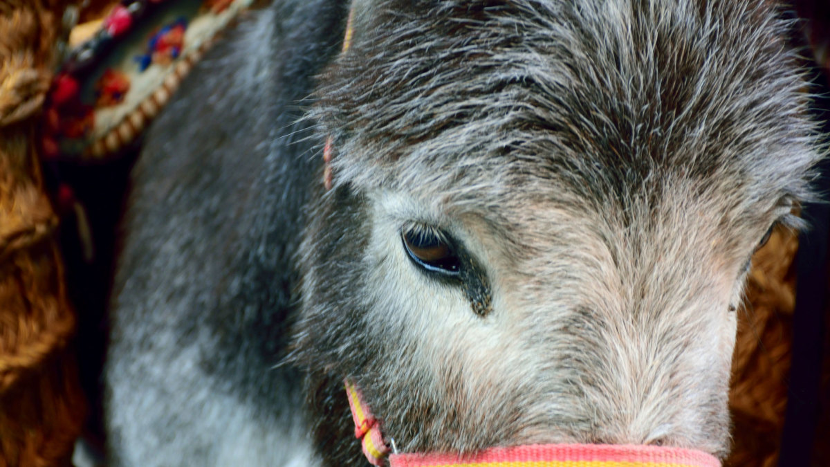 New Jersey Petting Zoo Owner Says Teens Trespassed and ...