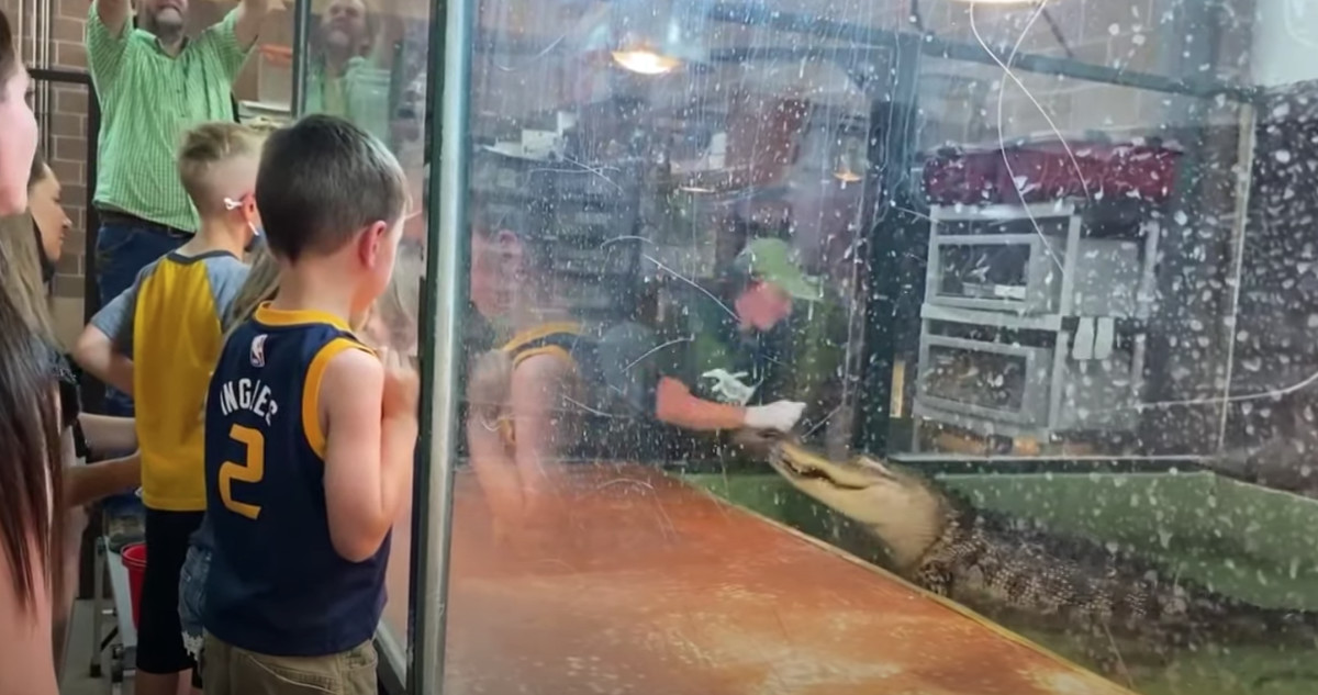Petting Zoo Guests Leap Into Action to Help Trainer Bitten by Alligator