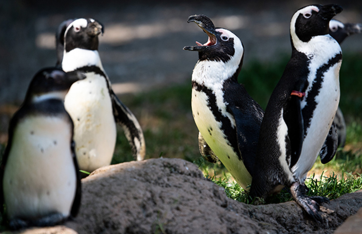 Fossil of Human-Sized Penguin Discovered in New Zealand | Complex
