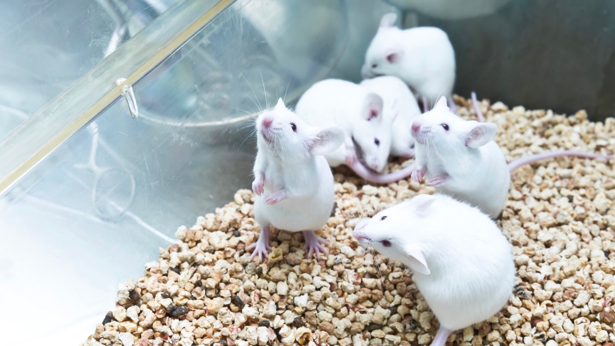 Des scientifiques créent une portée de souris avec deux pères biologiques