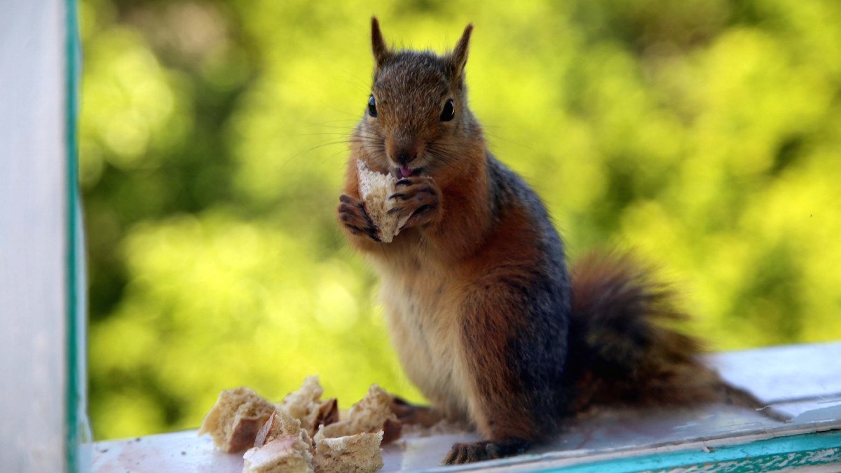 Colorado Squirrel Tests Positive for Bubonic Plague Complex