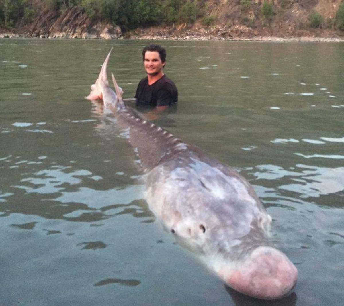 A Canadian fisherman has caught a monster sturgeon. Complex CA