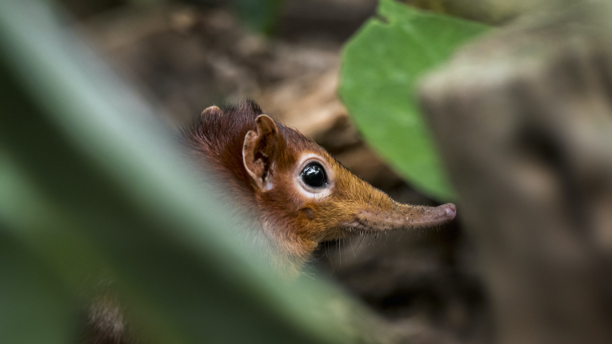 Tiny Elephant Shrew Species Rediscovered 50 Years After Being ‘Lost