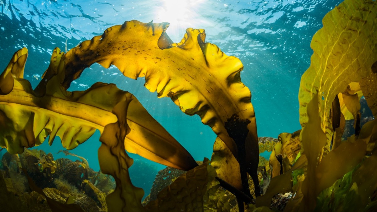 Massive Patch of Seaweed Visible From Space Is Hurling Towards Florida