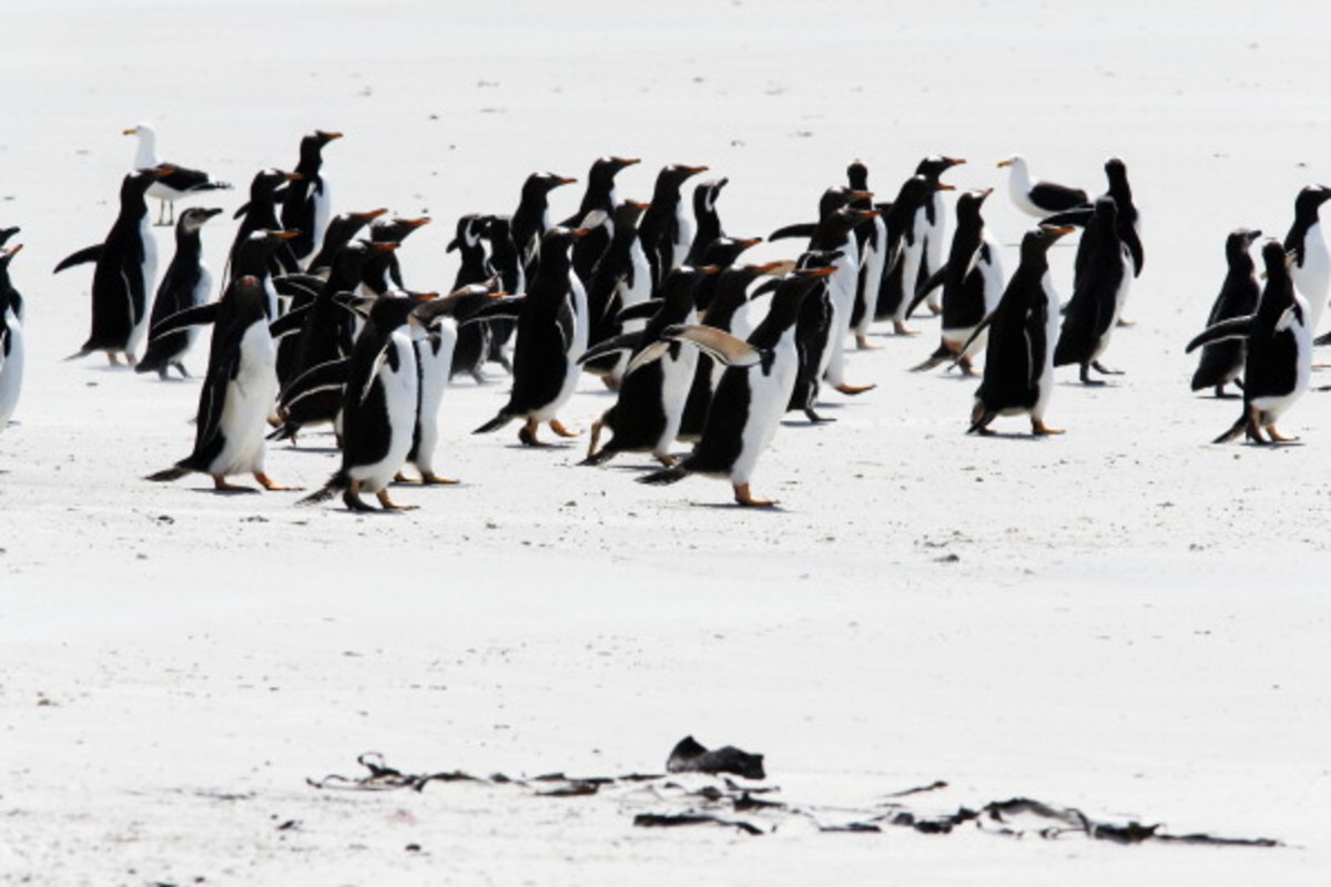 This Island Full of Penguins Could Be Yours for a Price | Complex