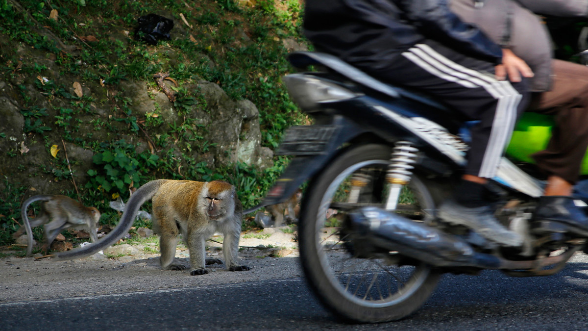 Video Shows Monkey Attempt to Kidnap Child While Riding Tiny Motorcycle