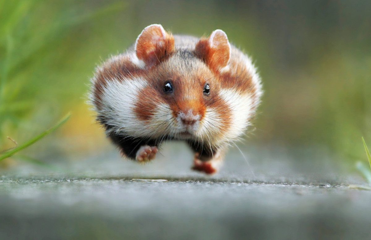 Woman Who Flushed ‘Emotional Support Hamster’ Down Toilet May Sue