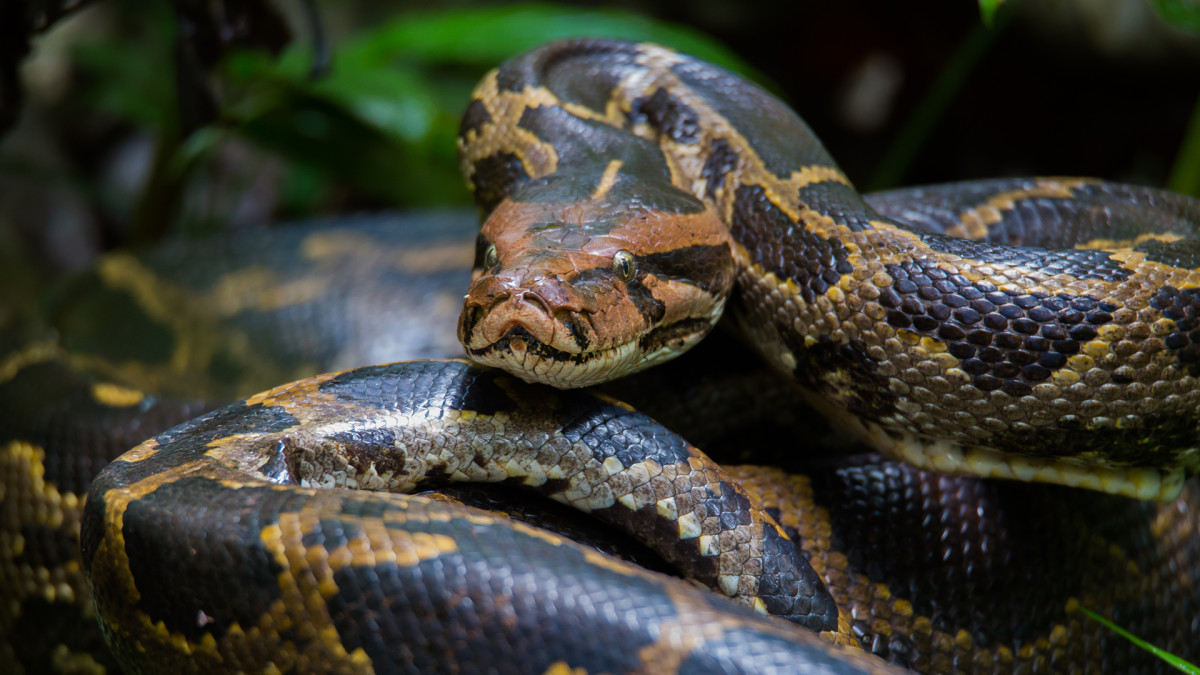 NYC Man Accused of Smuggling Burmese Pythons Over Border in His Pants ...
