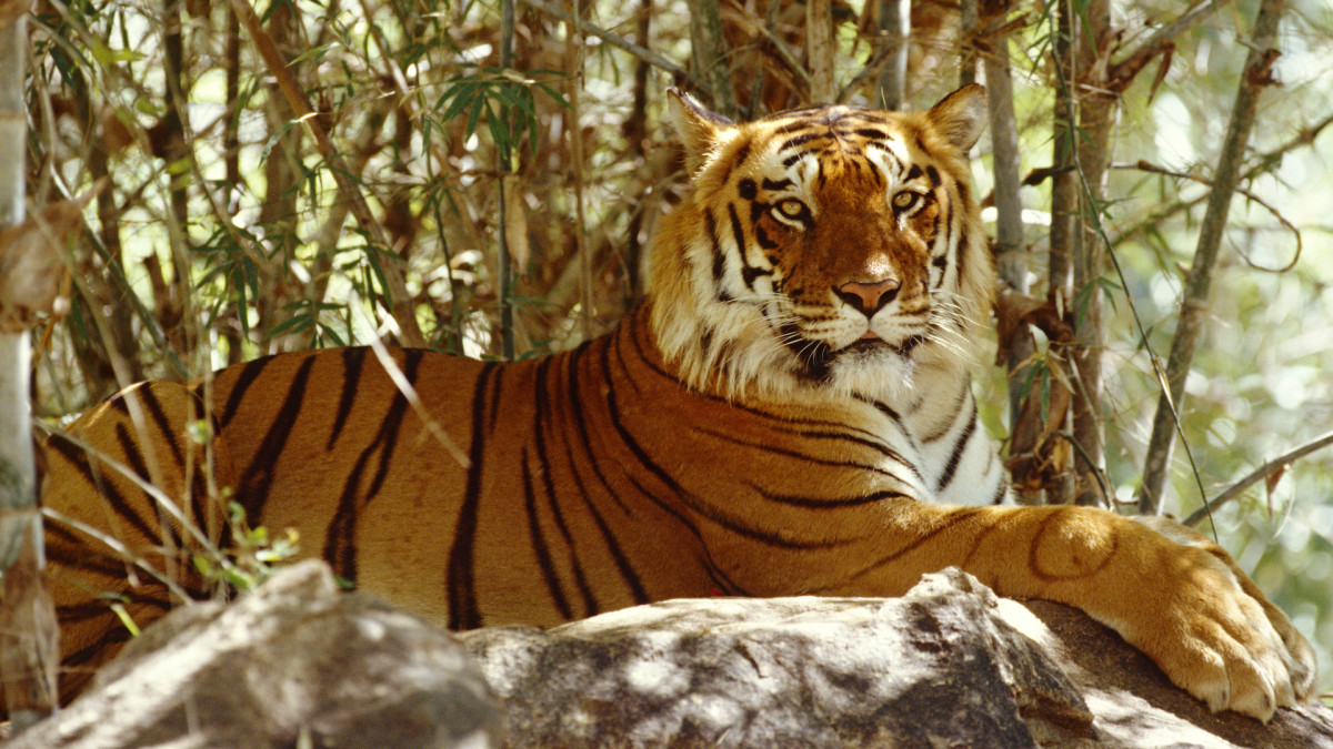 39 Tigers from Joe Exotic’s Private Zoo Now Live in Colorado Sanctuary